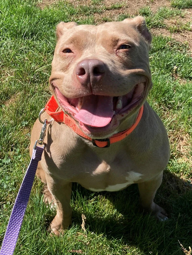 Salem Dogs Fetch Coffee Roasters