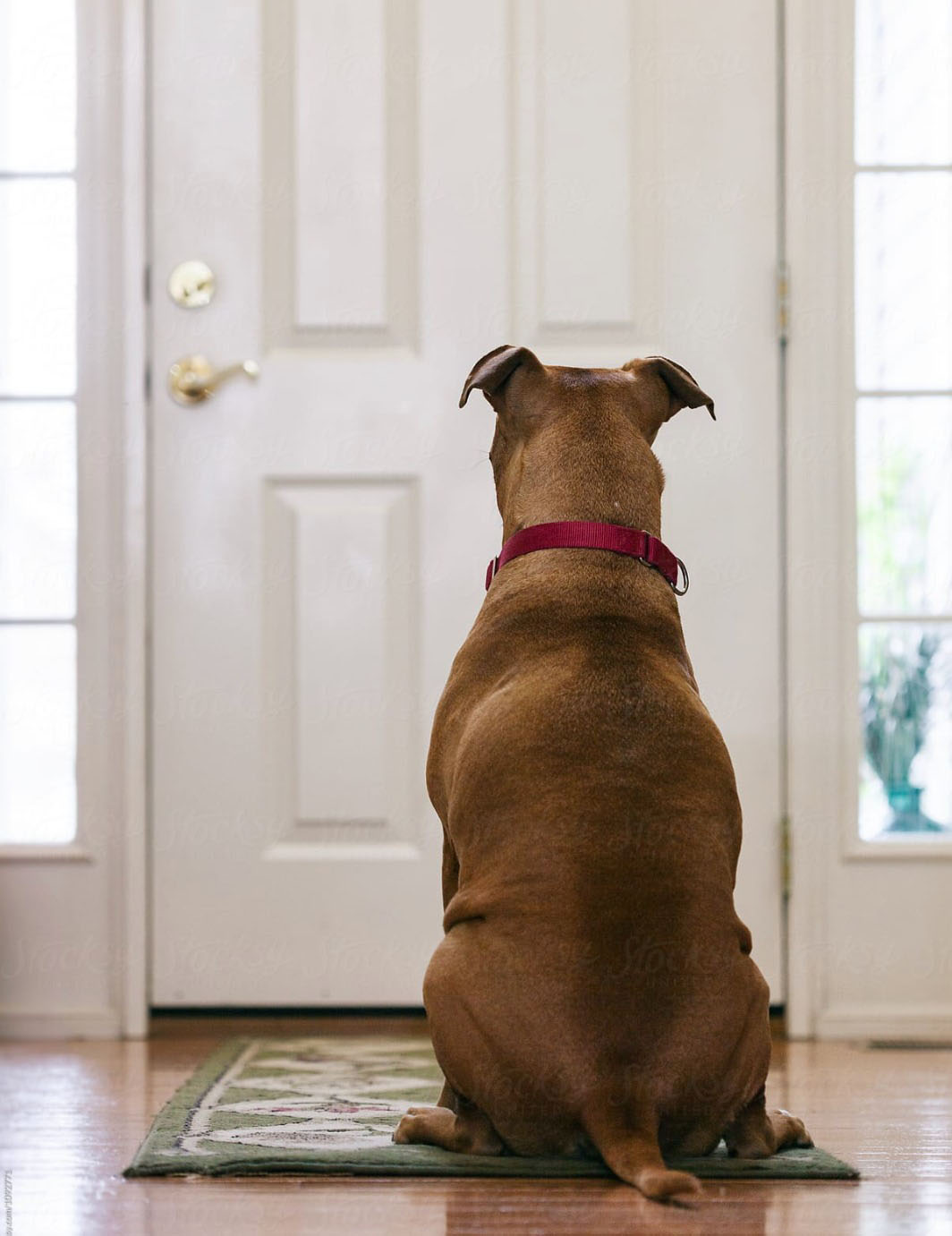 Dogs & Doors Training Your Dog to Wait at Doors Fetch the answer
