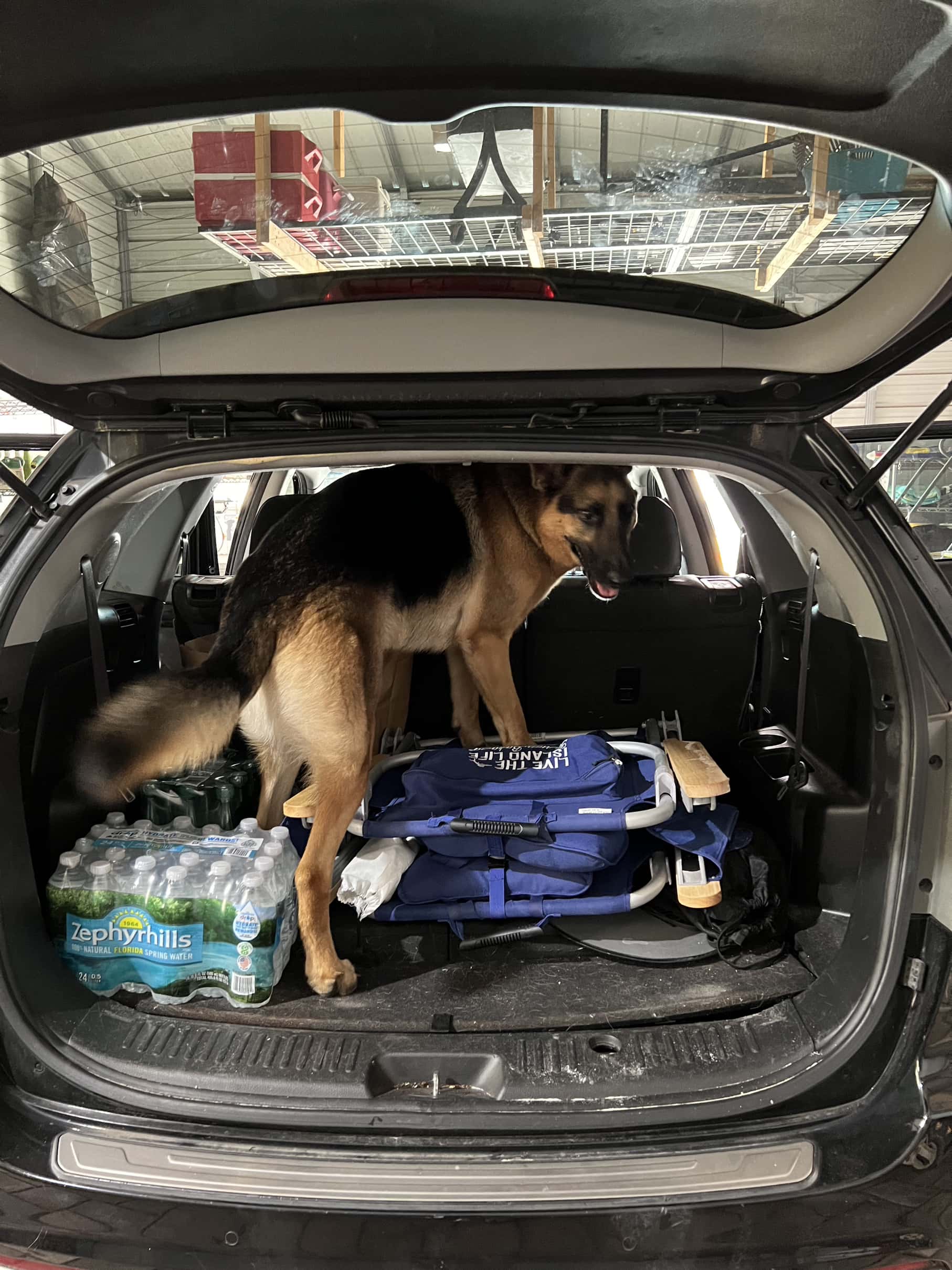 How to Be a Digital Nomad with a Dog A Comprehensive Guide Fetch The