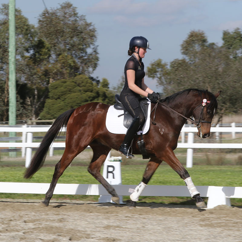 Endurance Horses Future Farms