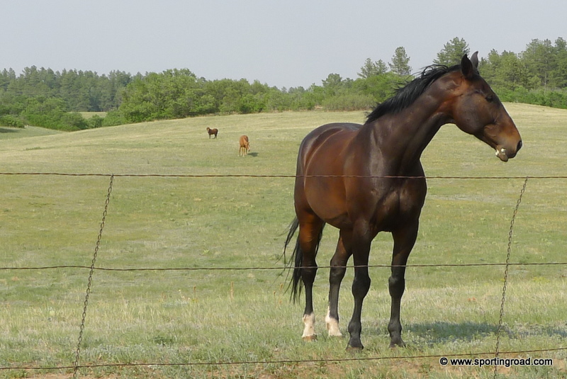 Colorado Conservation Easements Loss of Equine Lands