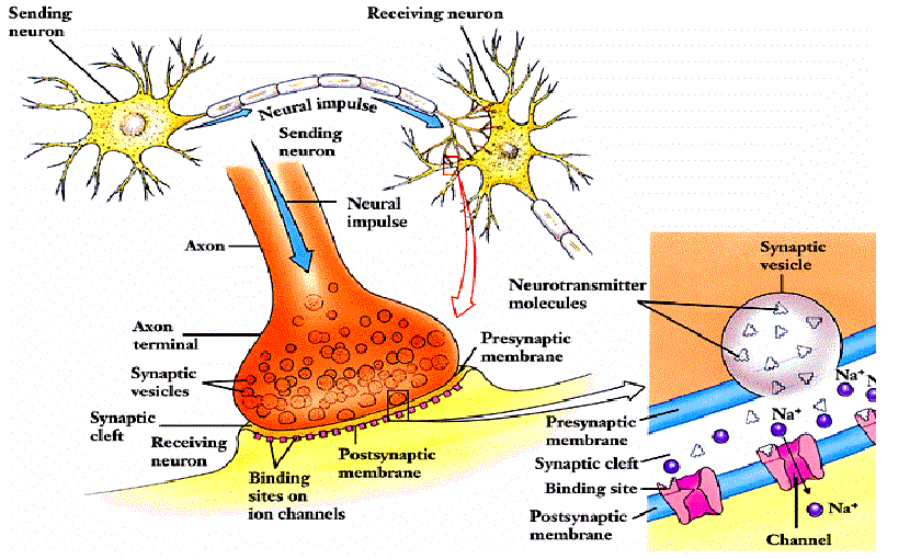 Motor Neuron Axon Terminal