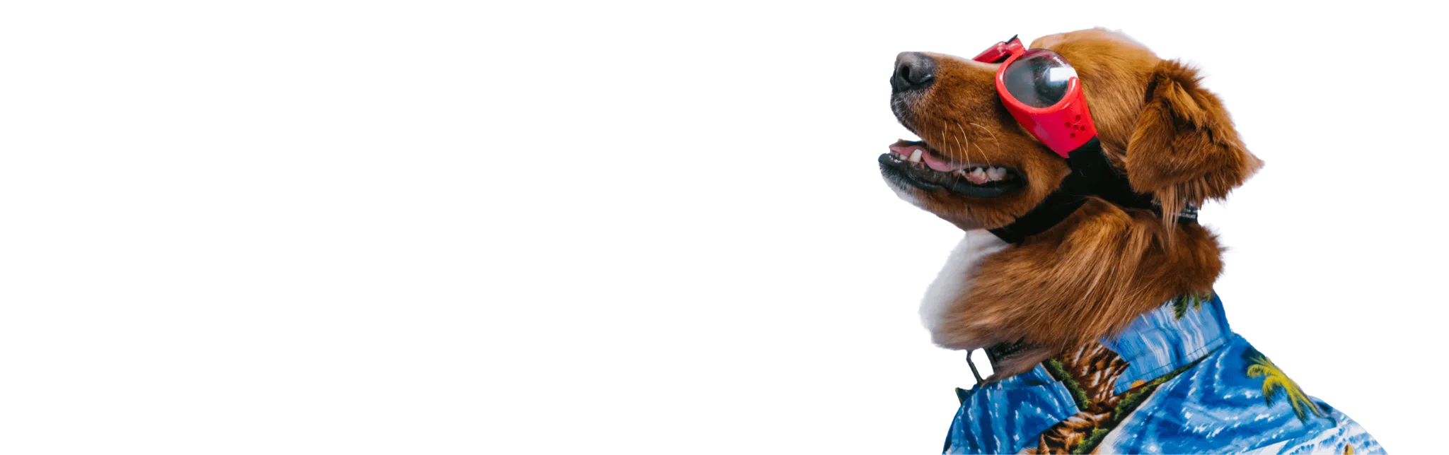 The international pet travel agency FF Express