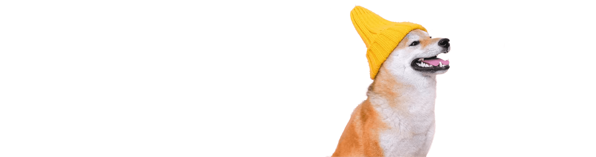 International Pet Shipping for your pets with FF Express