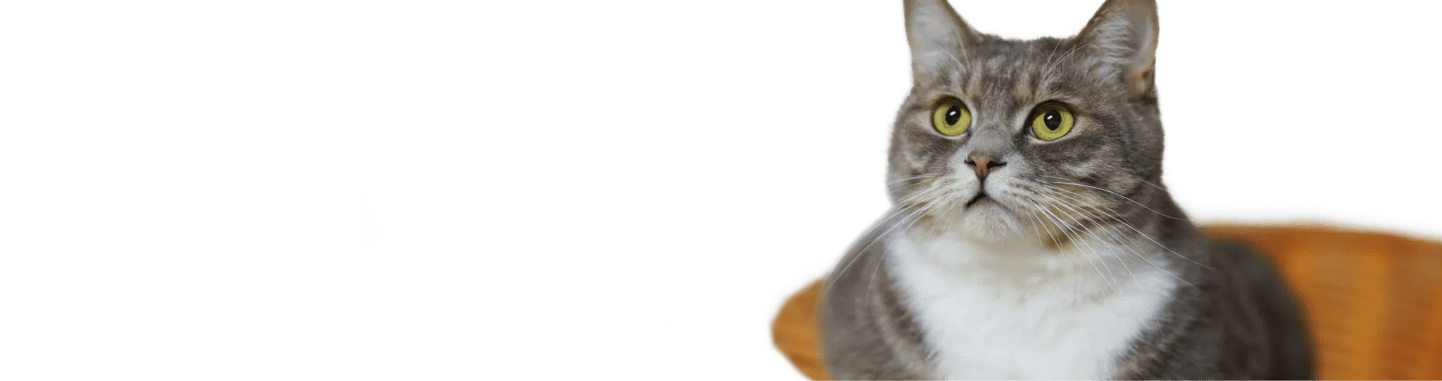 International Pet Shipping to Germany FF Express