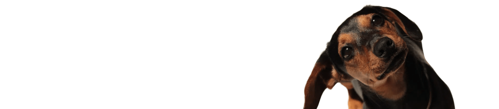 International Pet Shipping for your pets with FF Express