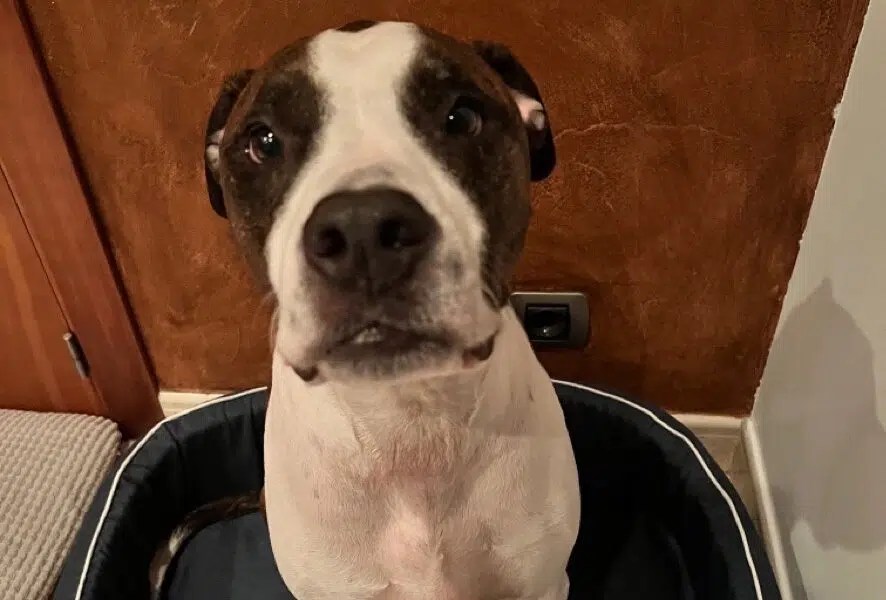 International Pet Shipping to Germany FF Express