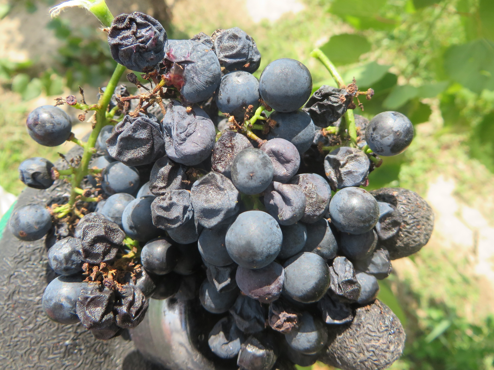 Ripe Rot on Grapes Purdue University Facts for Fancy Fruit
