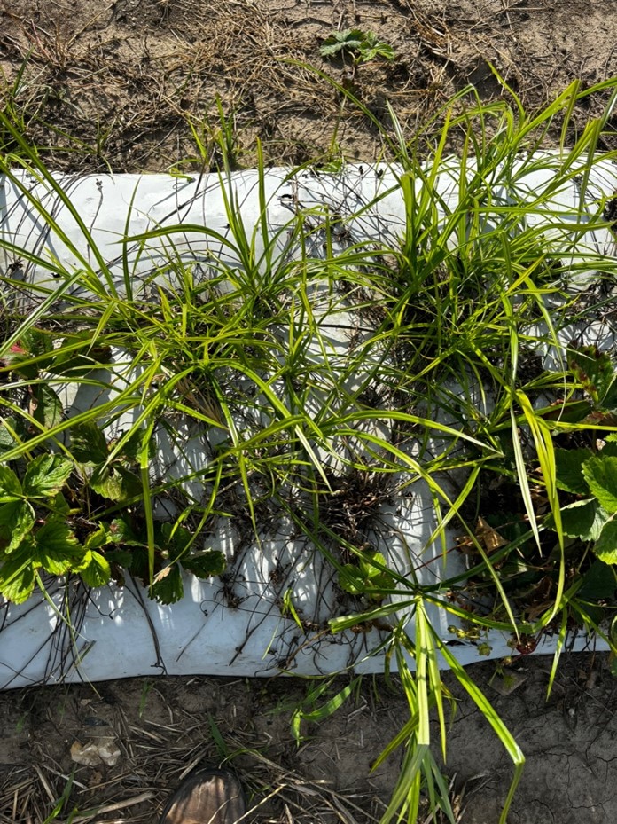 Weed Spotlight Yellow Nutsedge Purdue University Facts for Fancy Fruit