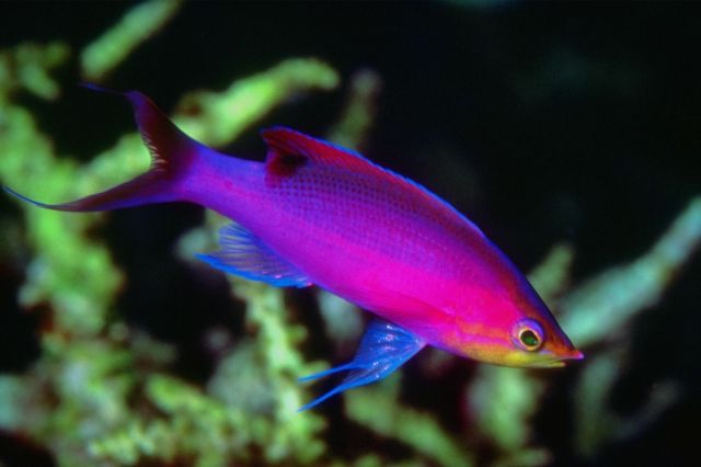 今日は熱帯魚特集です。