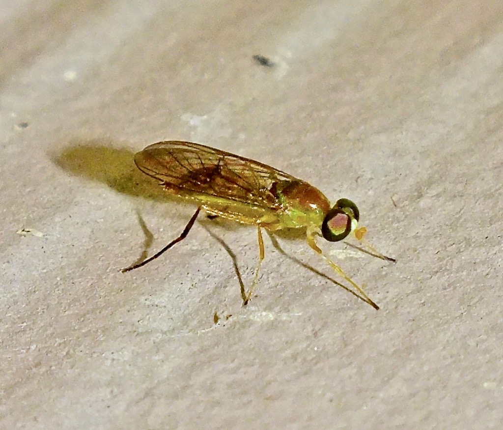 COMPOST FLY Fontenelle Forest Nature Search Fontenelle Forest