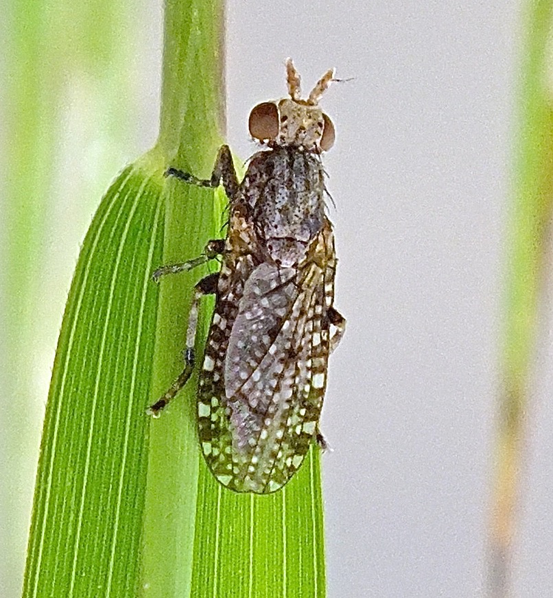 MARSH FLY Fontenelle Forest Nature Search Fontenelle Forest Nature