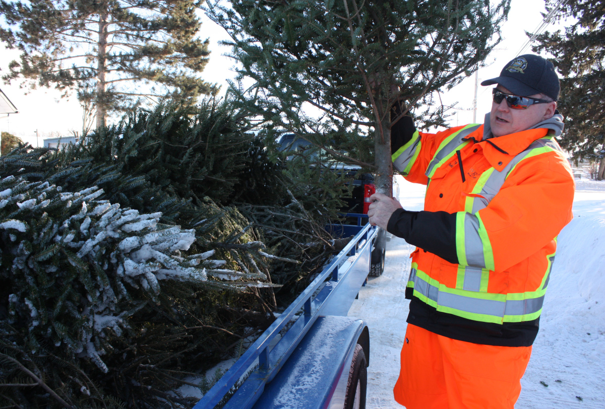 Christmas Tree Pickup Seattle 2023 Tree pickup Fort Frances Times