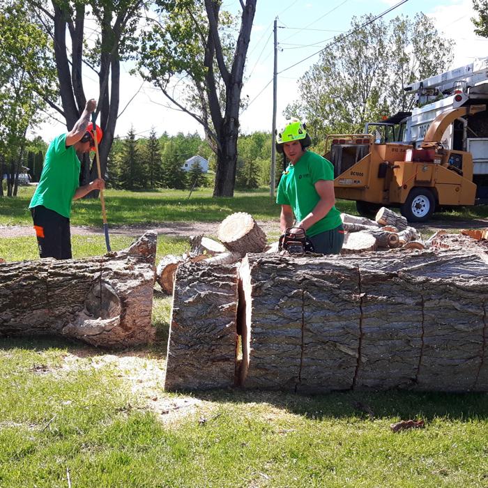 frank's tree service sudbury Turned Out Great Blawker Picture Archive