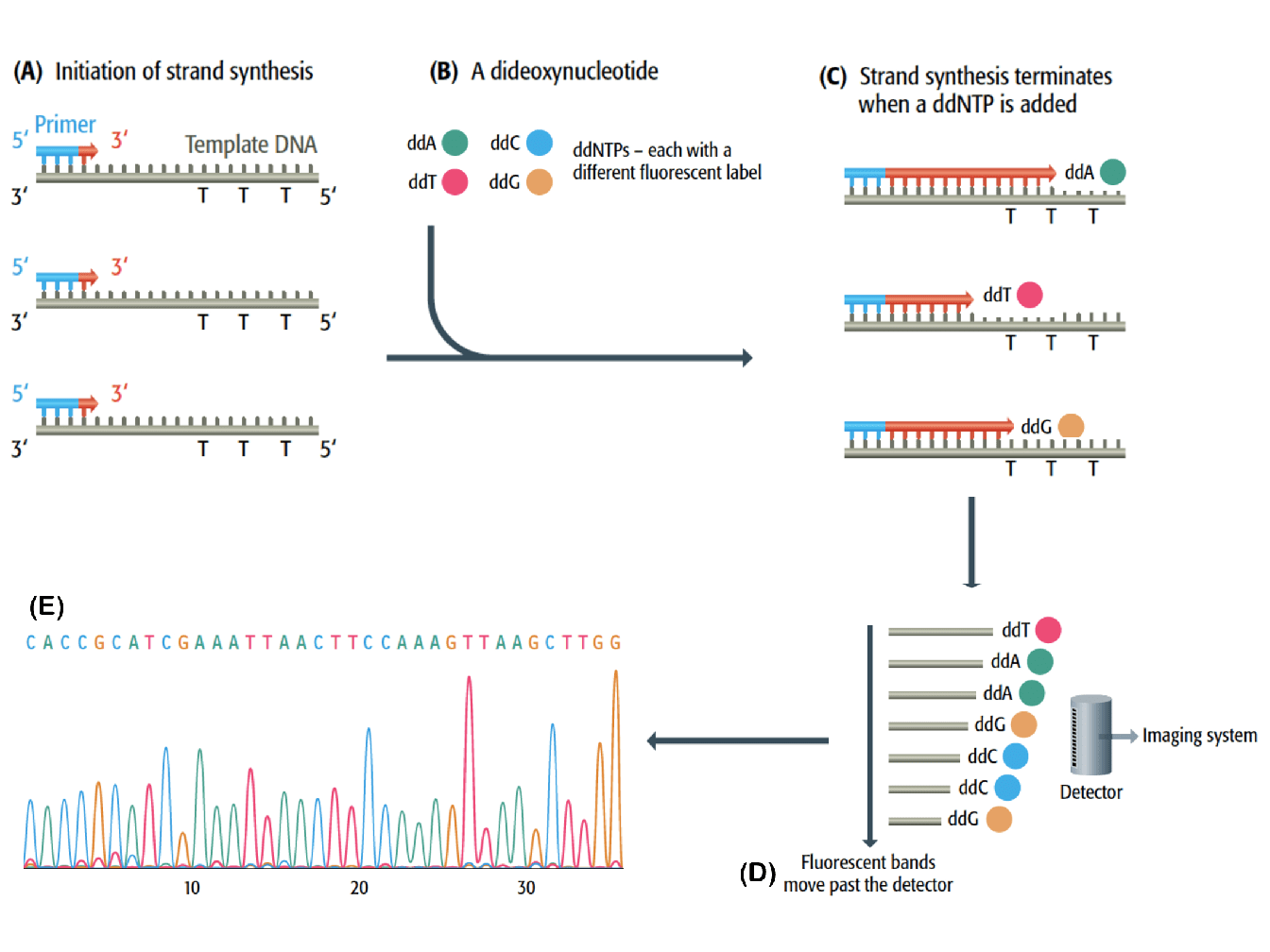 1.2 Genome sequencing book.knit