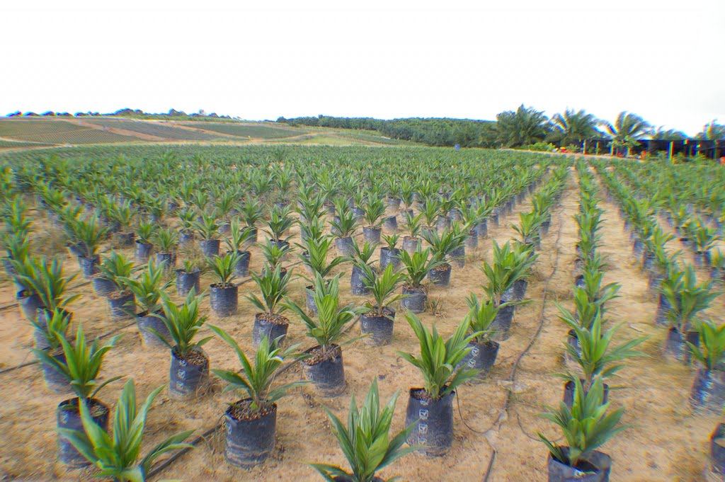 Oil Palm Seedling Main Nursery Seedling 10 12 Months