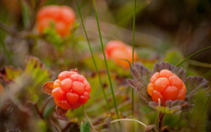 cloudberries, a norwegian food
