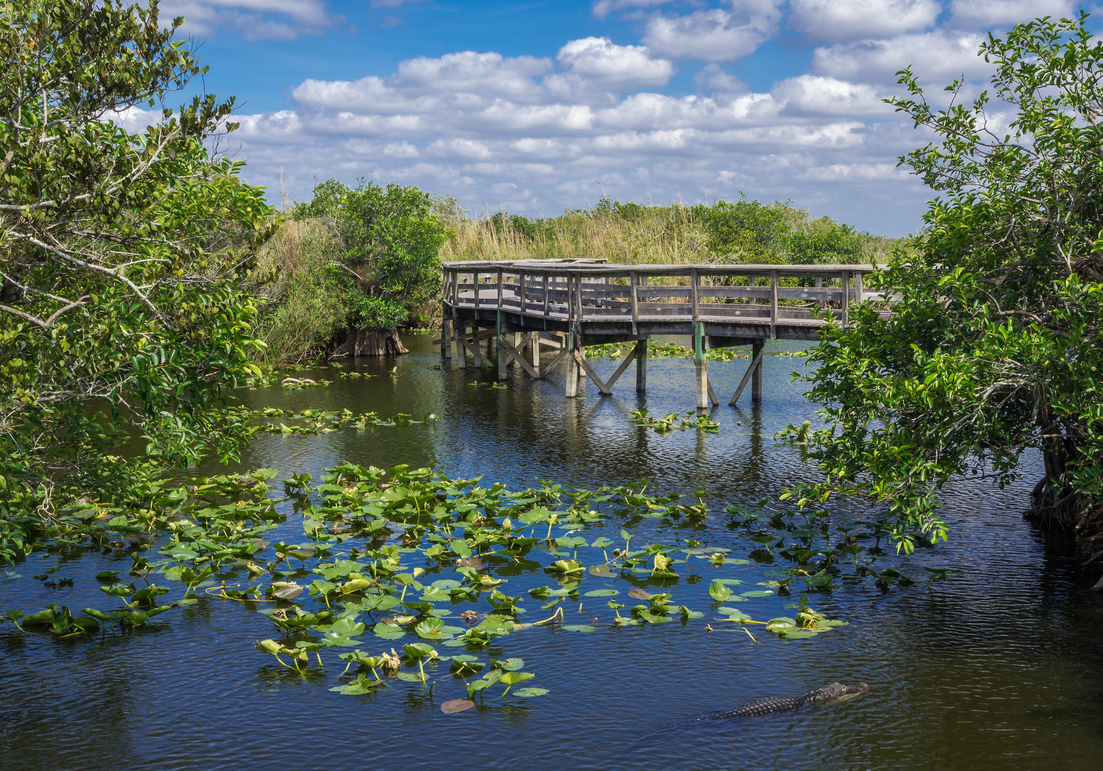 Florida Everglades Boardwalk with Alligator Swimming in Foreground FHBA