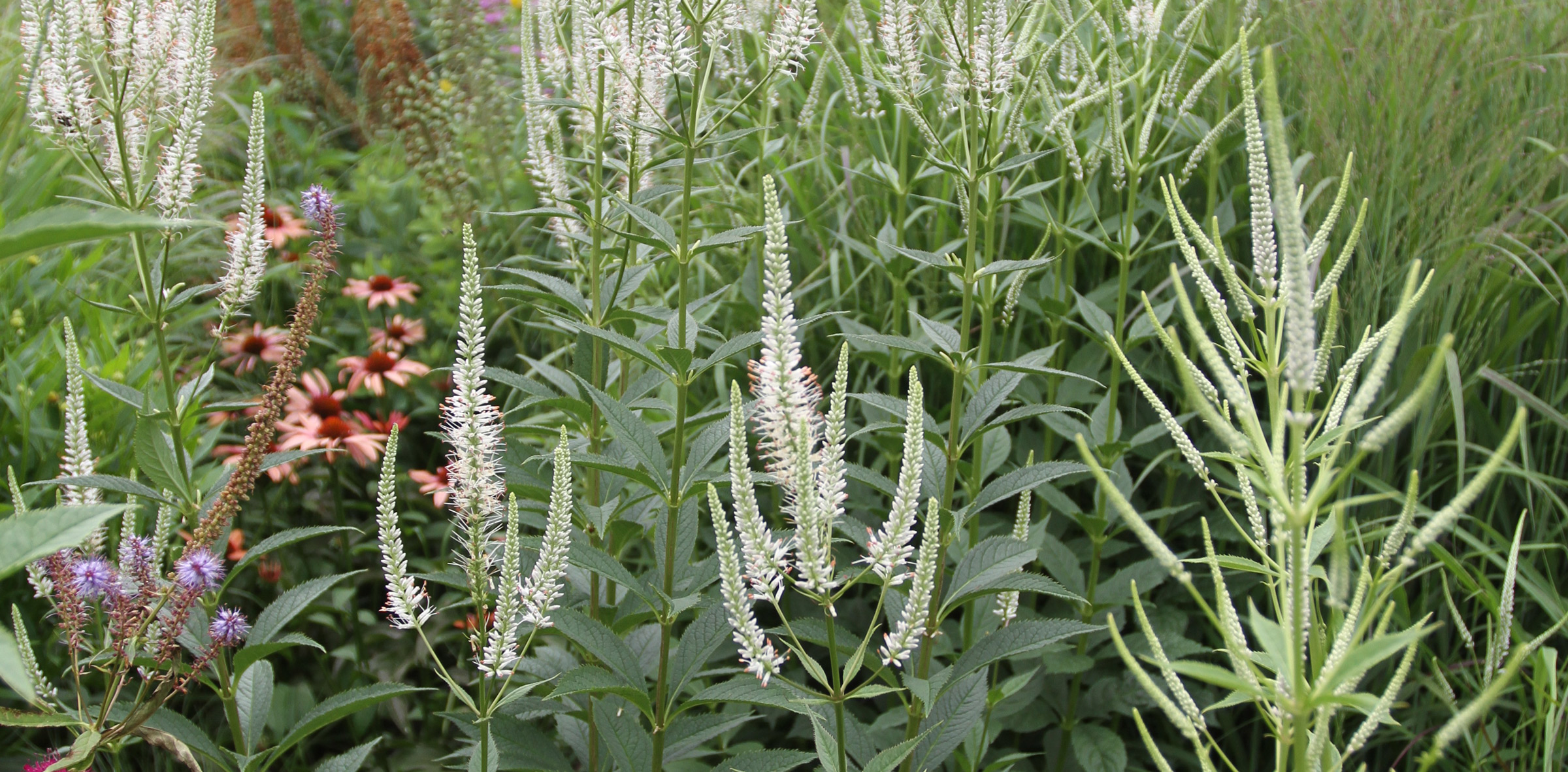 Featured Plant Culver's Root The High Line