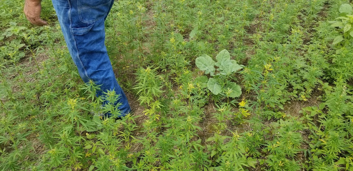 Growing 50 Acres of Hemp in North Carolina Field Notes from the One