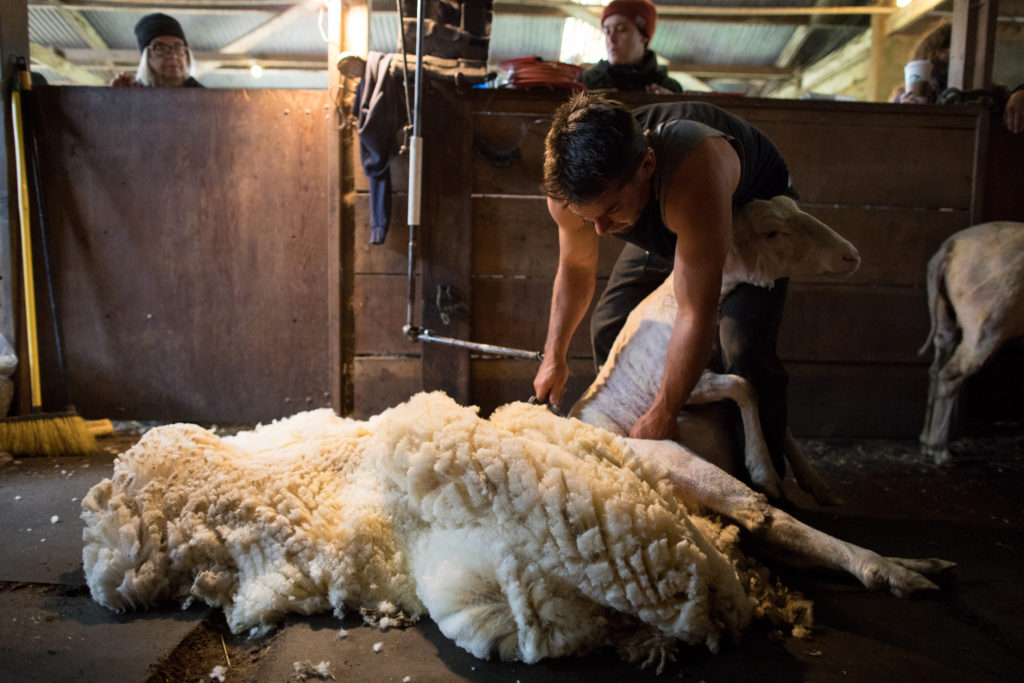 Shedding Light on Sheep Shearing 3Part Series for Understanding the