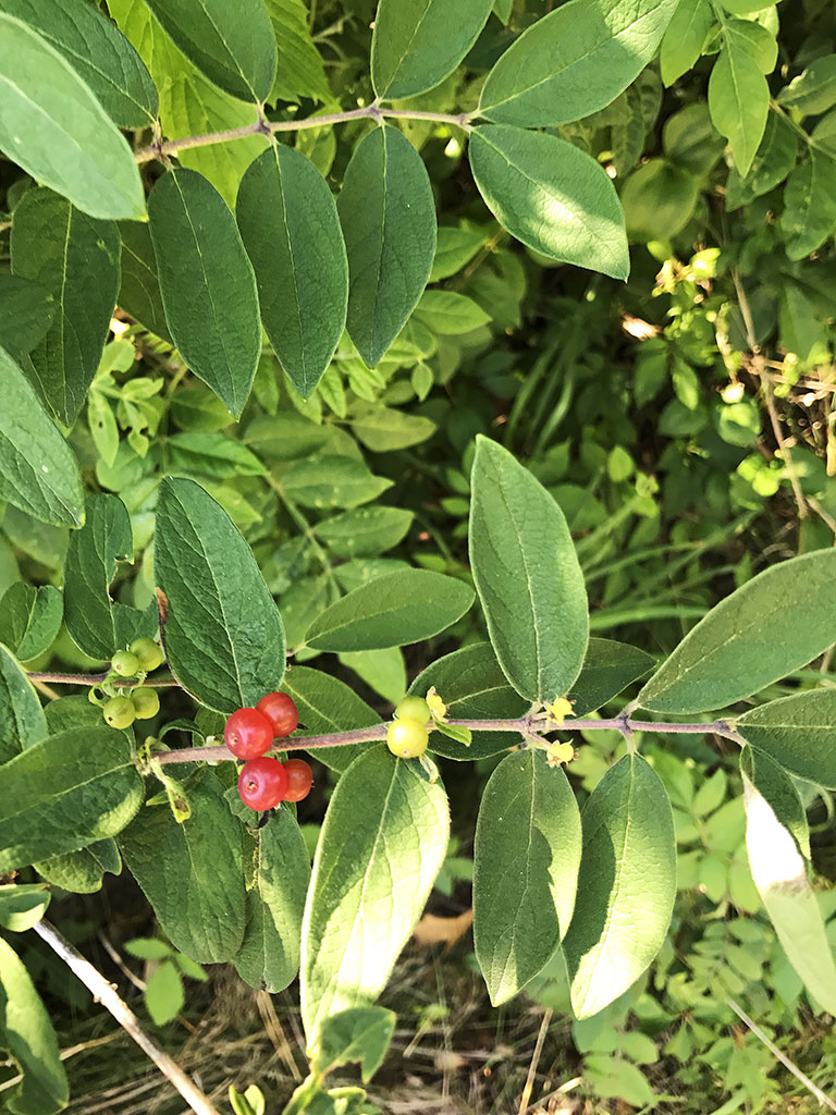 Flowering NonNative Plants Fishers Island Conservancy
