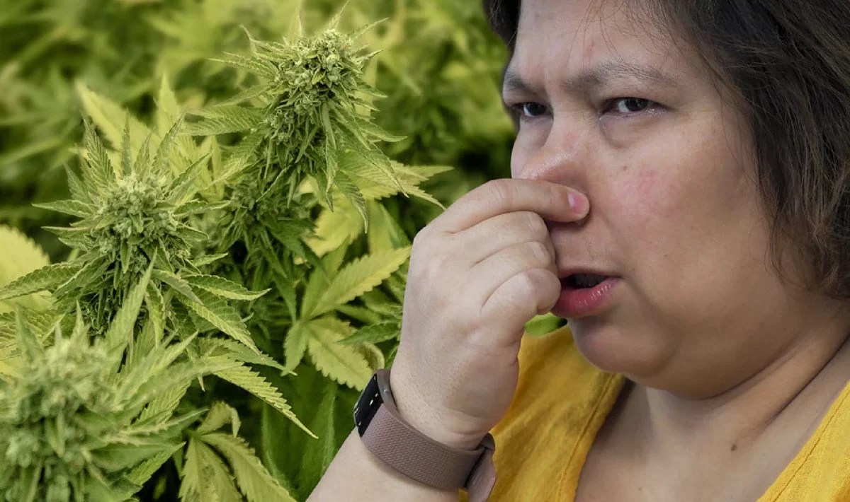 How To Get Rid Of Weed Smell? The Unmissable Hacks For You! Fiction Pad