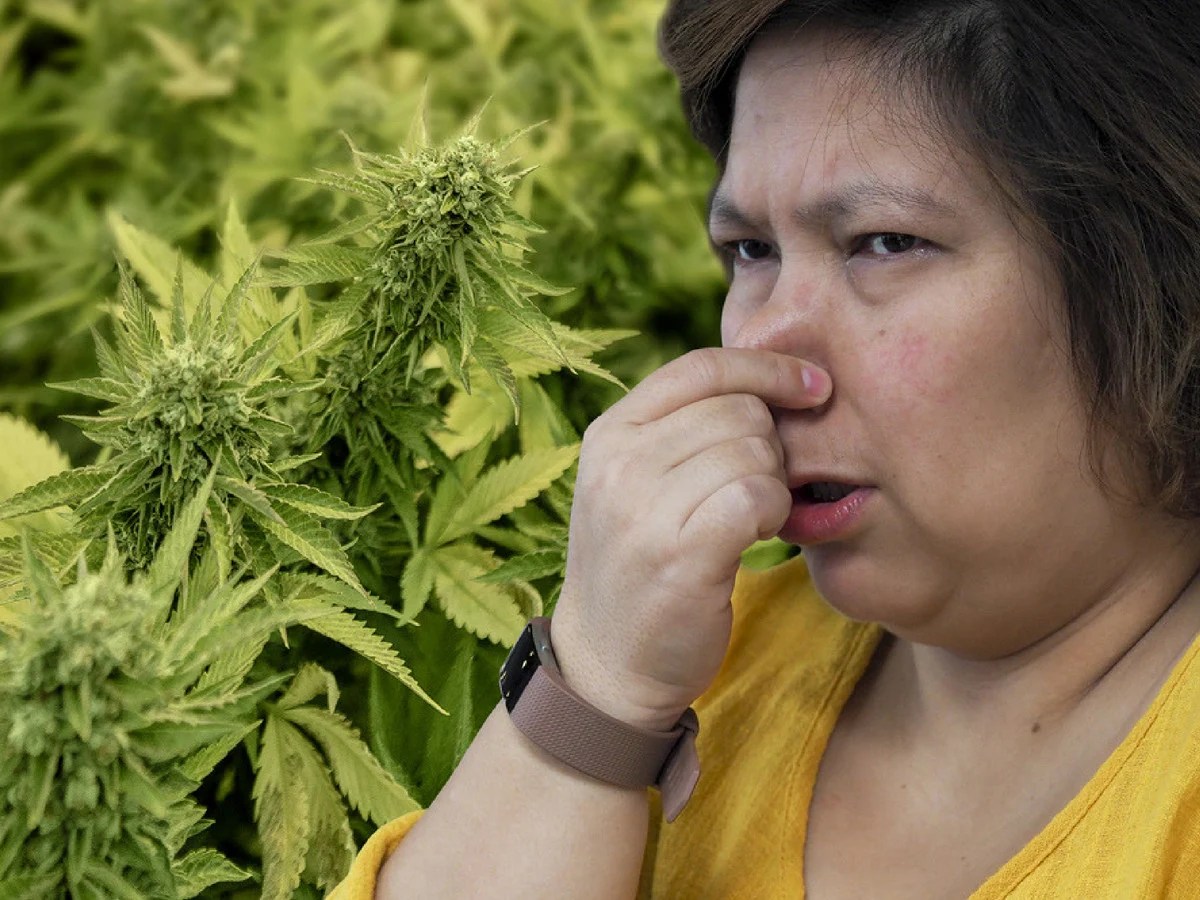 How To Get Rid Of Weed Smell? The Unmissable Hacks For You! Fiction Pad