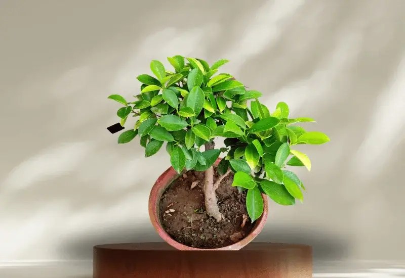 10 Expert Tips for Choosing the Best Fertilizer for Ficus Tree Ficus Pedia