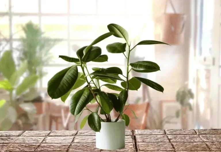 The Ultimate Easy Guide to Pruning Your Ficus Tree Ficus Pedia
