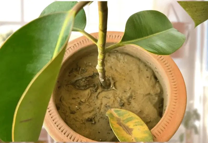 How Often Should You Water Your Ficus Plant? Ficus Pedia
