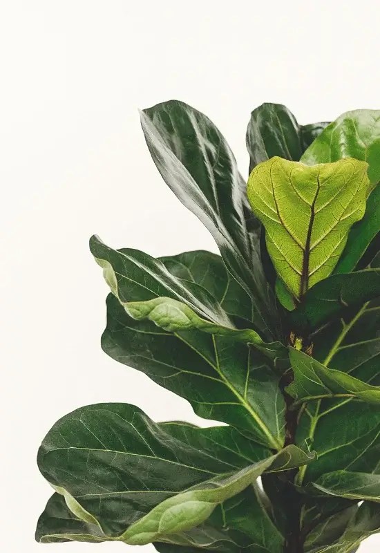 Why Ficus Audrey Leaves Curling? Ficus Pedia