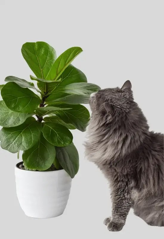 Is Ficus Audrey Toxic to Cats and Dogs? Ficus Pedia