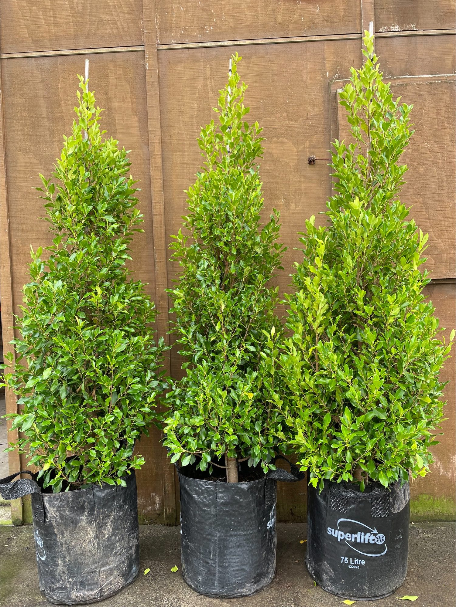 The Ficus Tuffi Guy Ficus Tuffi Experts, Supply Auckland NZ