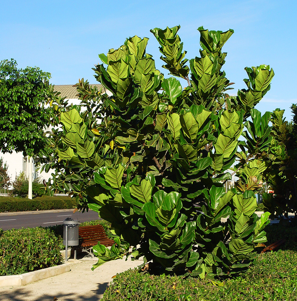 Ficus lyrata ¡Todo sobre los FICUS!