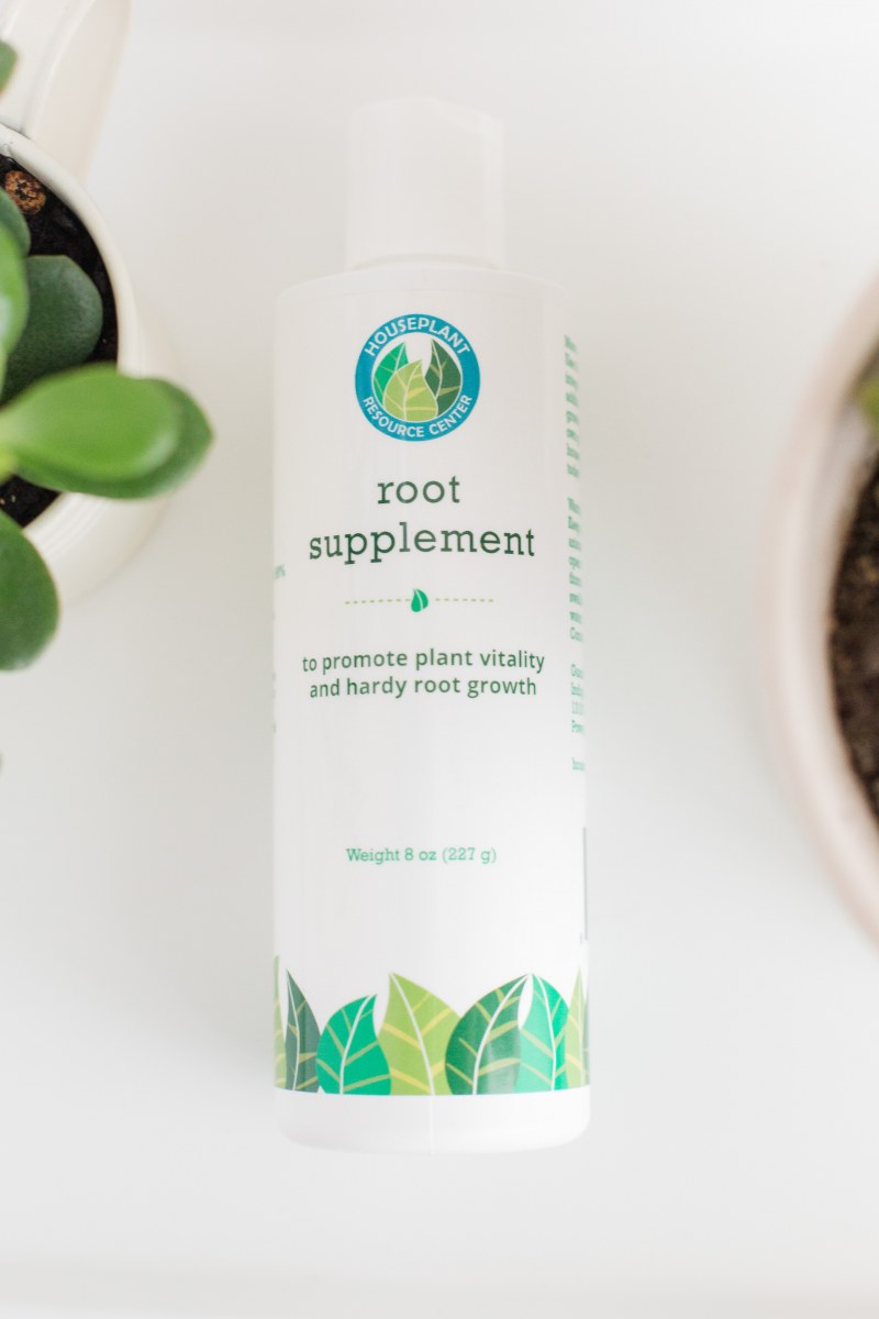 Root Supplement The Fiddle Leaf Fig Plant Resource