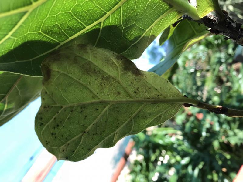 Desperate.....want to save my fiddle leaf from mould??? The Fiddle