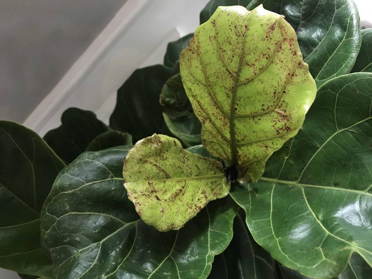Rust Colored Spots on New Growth The Fiddle Leaf Fig Plant Resource