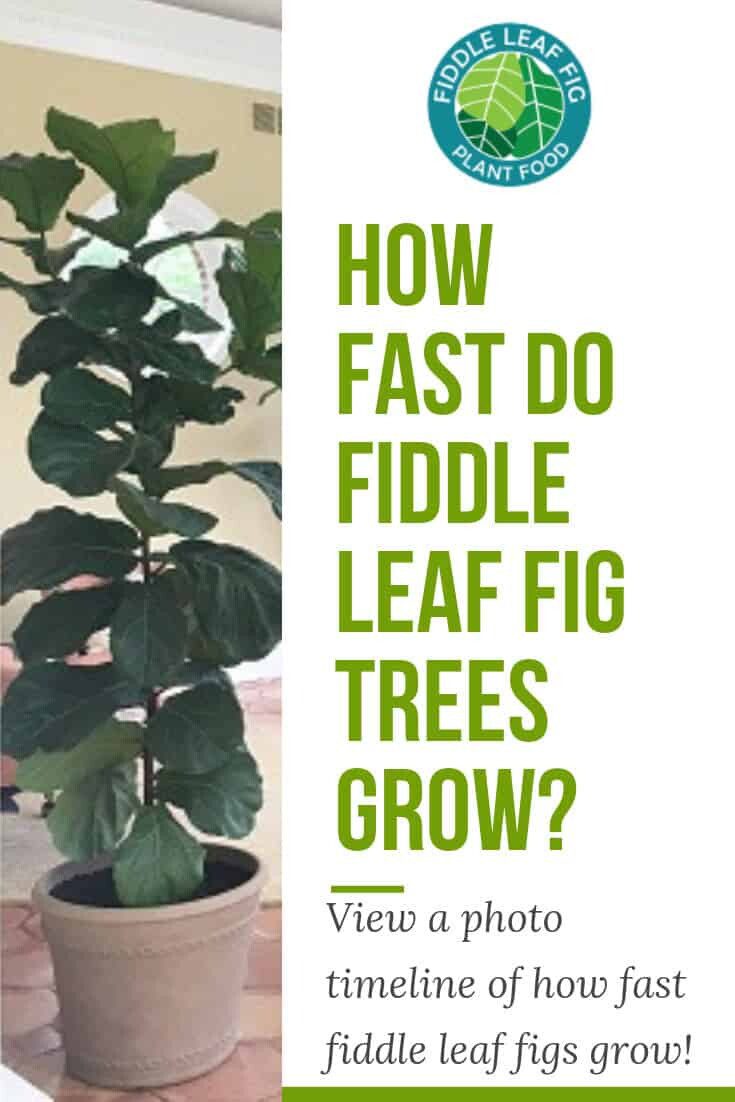How Fast Do Fiddle Leaf Fig Trees Grow? (With a Photo Timeline)