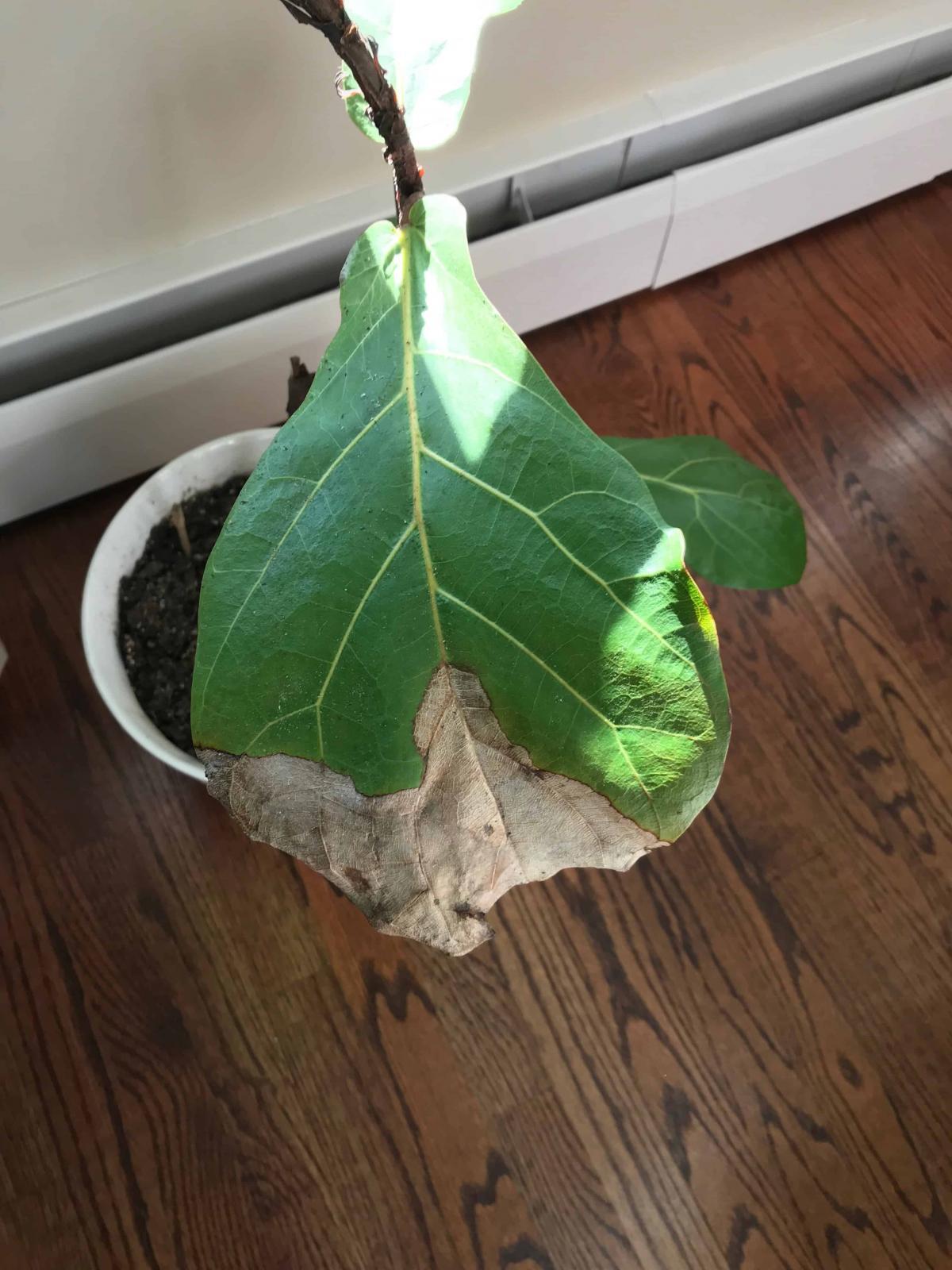 Where to prune? The Fiddle Leaf Fig Plant Resource