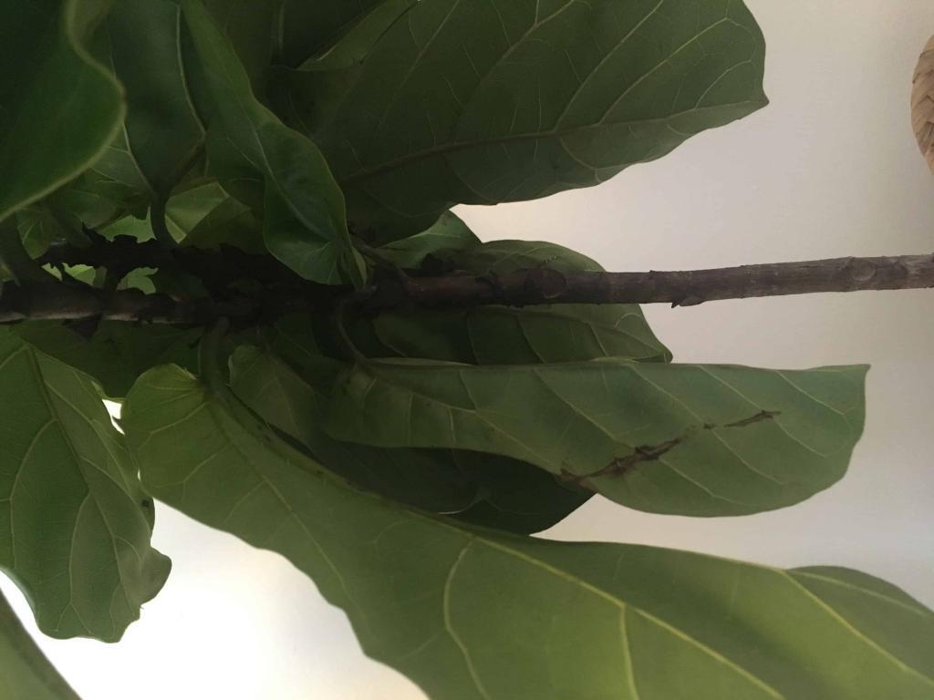 Drooping leaves pt. 2 (more pictures) The Fiddle Leaf Fig Plant Resource