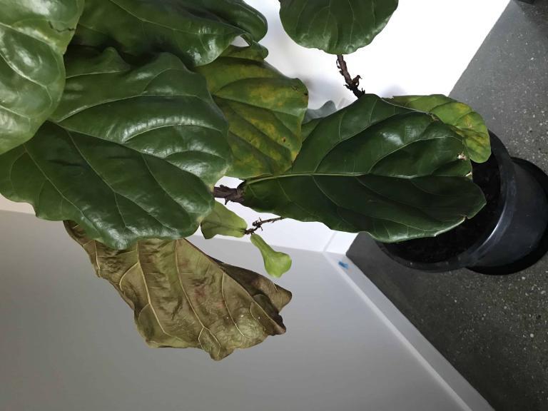 What’s happened to my fiddle leaf?! The Fiddle Leaf Fig Plant Resource