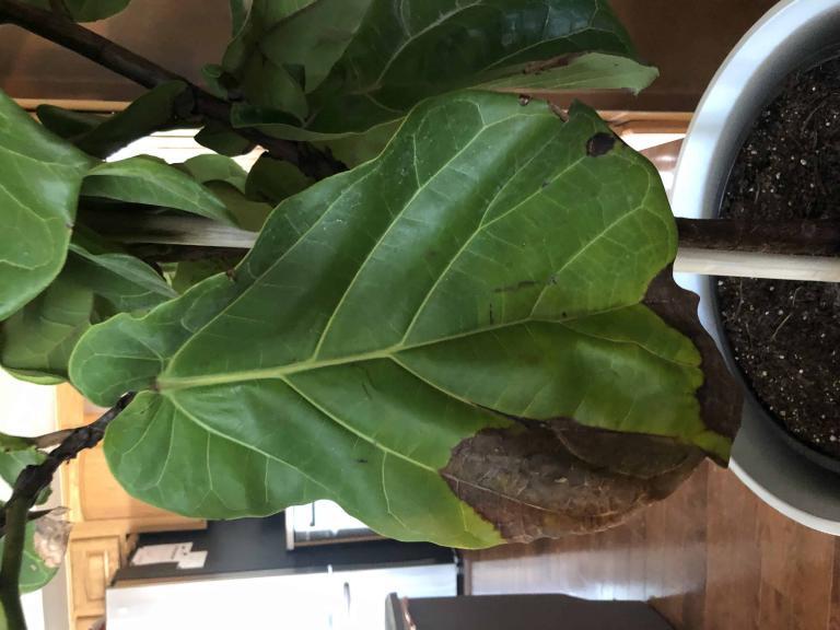Is this normal? The Fiddle Leaf Fig Plant Resource