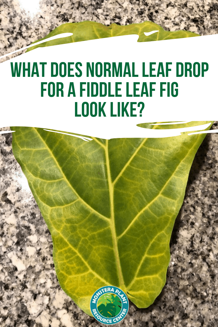 Normal Leaf Drop for a Fiddle Leaf Fig Pinterest Image The Fiddle