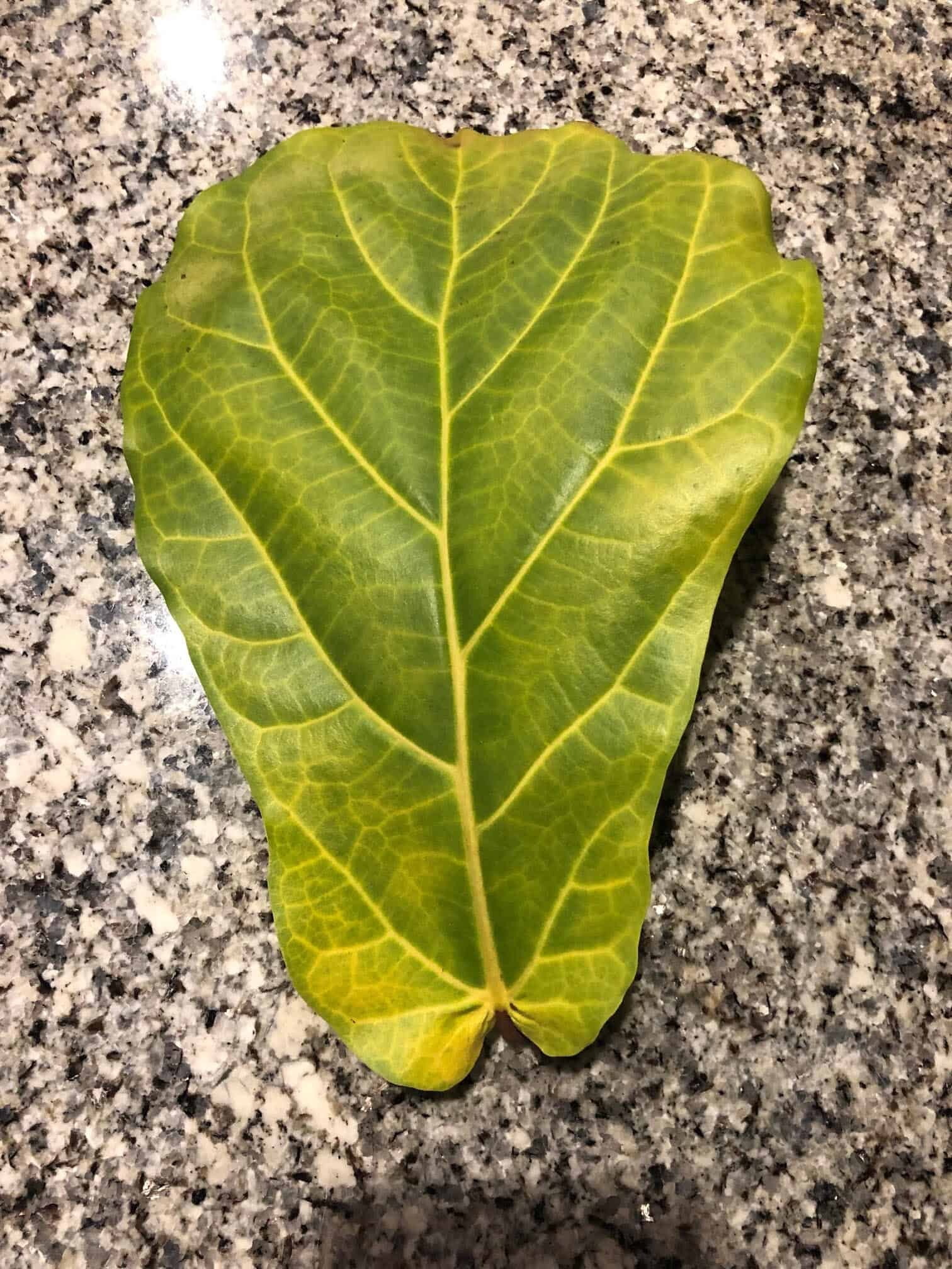 Normal Leaf Drop in Fiddle Leaf Fig The Fiddle Leaf Fig Plant Resource