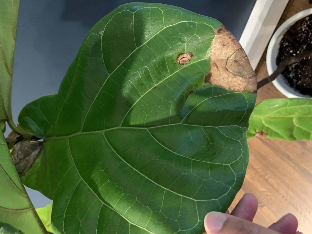 HELP! The Fiddle Leaf Fig Plant Resource