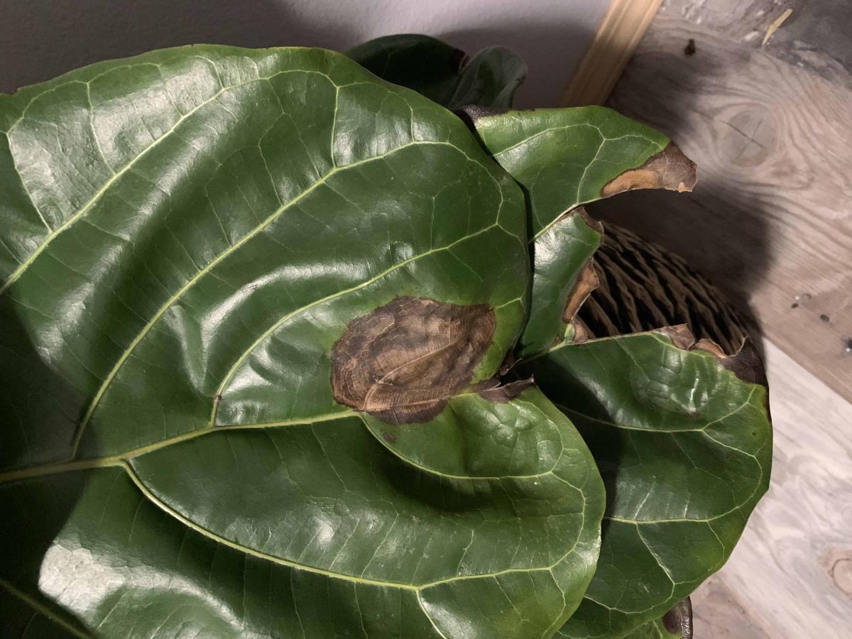 Sad fiddle. Root rot or bacterial infection The Fiddle Leaf Fig Plant