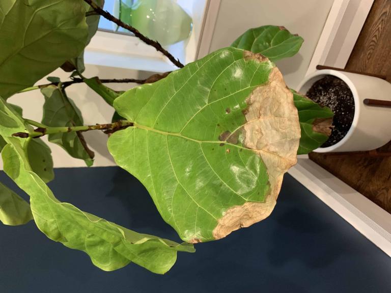 HELP! The Fiddle Leaf Fig Plant Resource