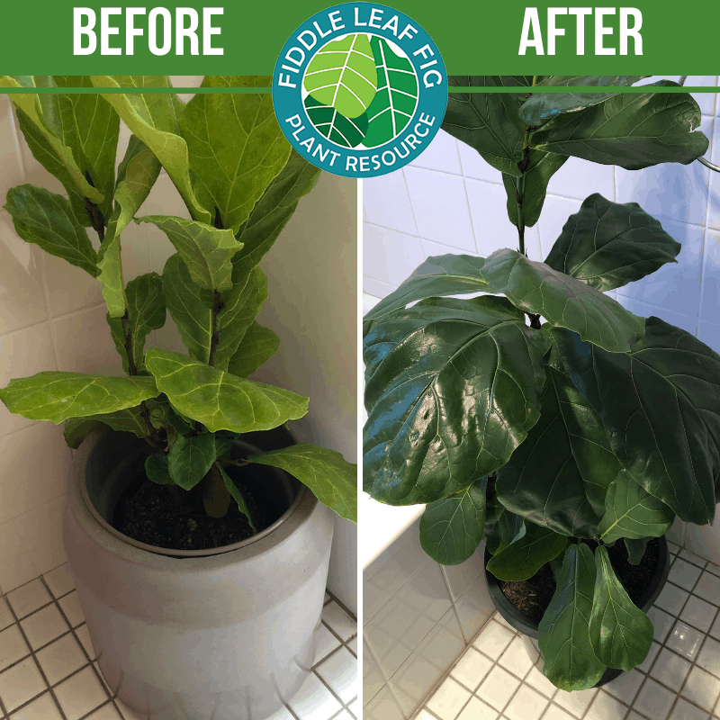Fiddle Leaf Fig Before and After Photos The Best Fertilizer for Fiddle