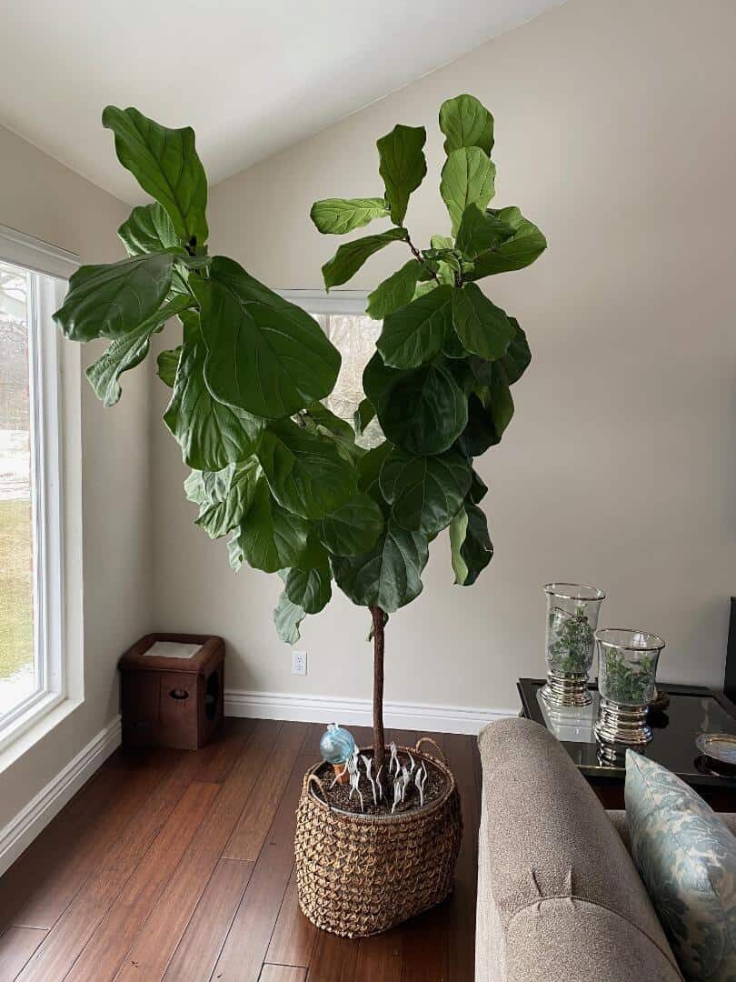 pruning to stimulate lower leaf growth The Fiddle Leaf Fig Plant Resource